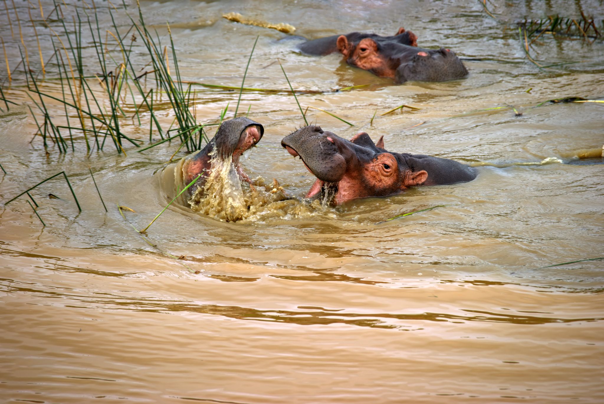 20161115 143116 Flusspferde